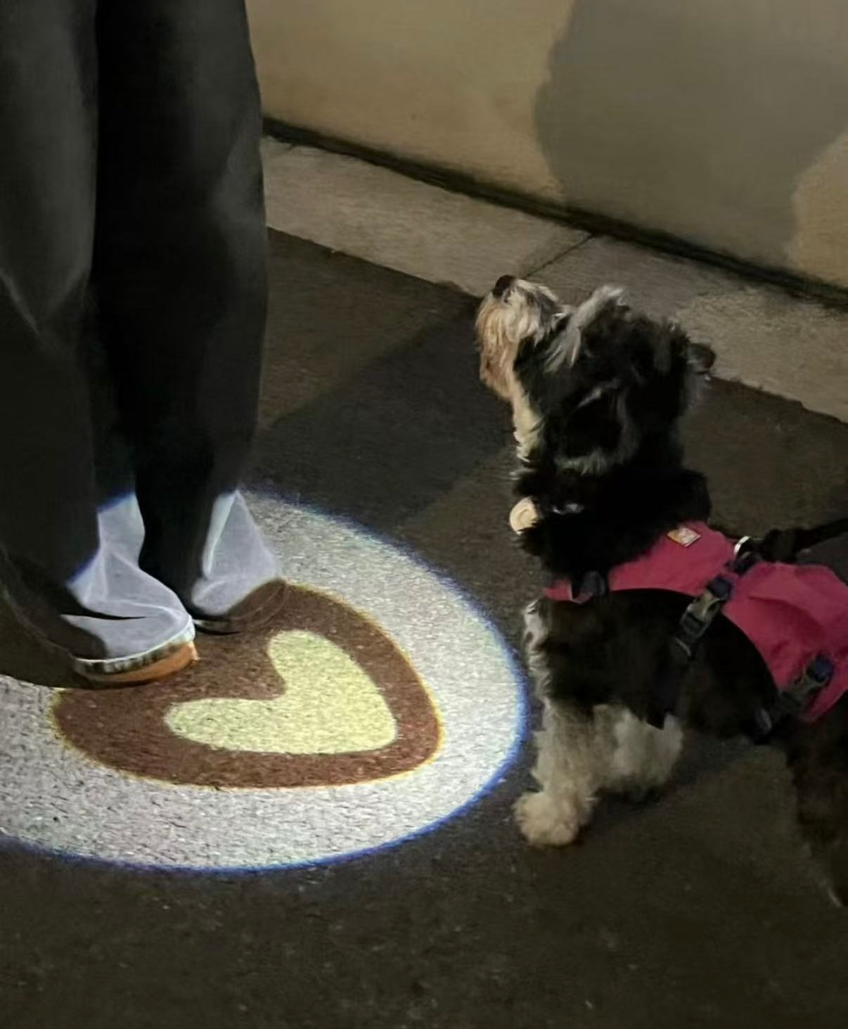 Heart Projection Dog Collar Light