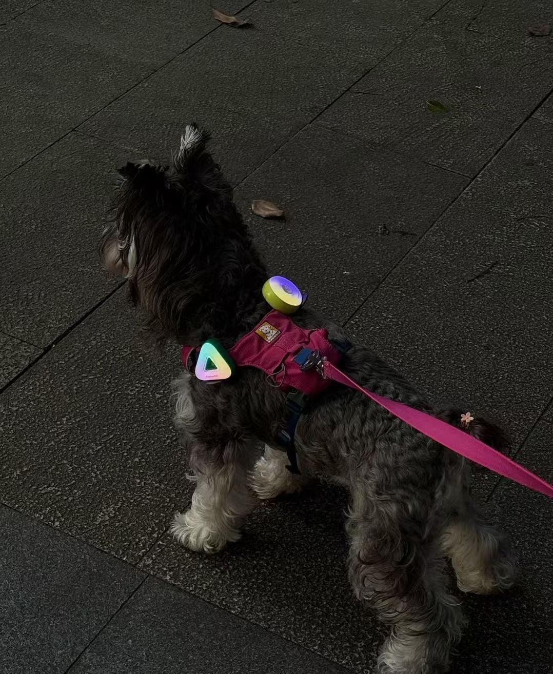 Mewoofun LED Pet Safety Light